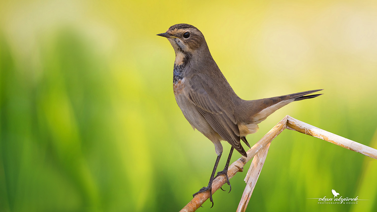 Mavigerdan » Bluethroat » Luscinia svecica