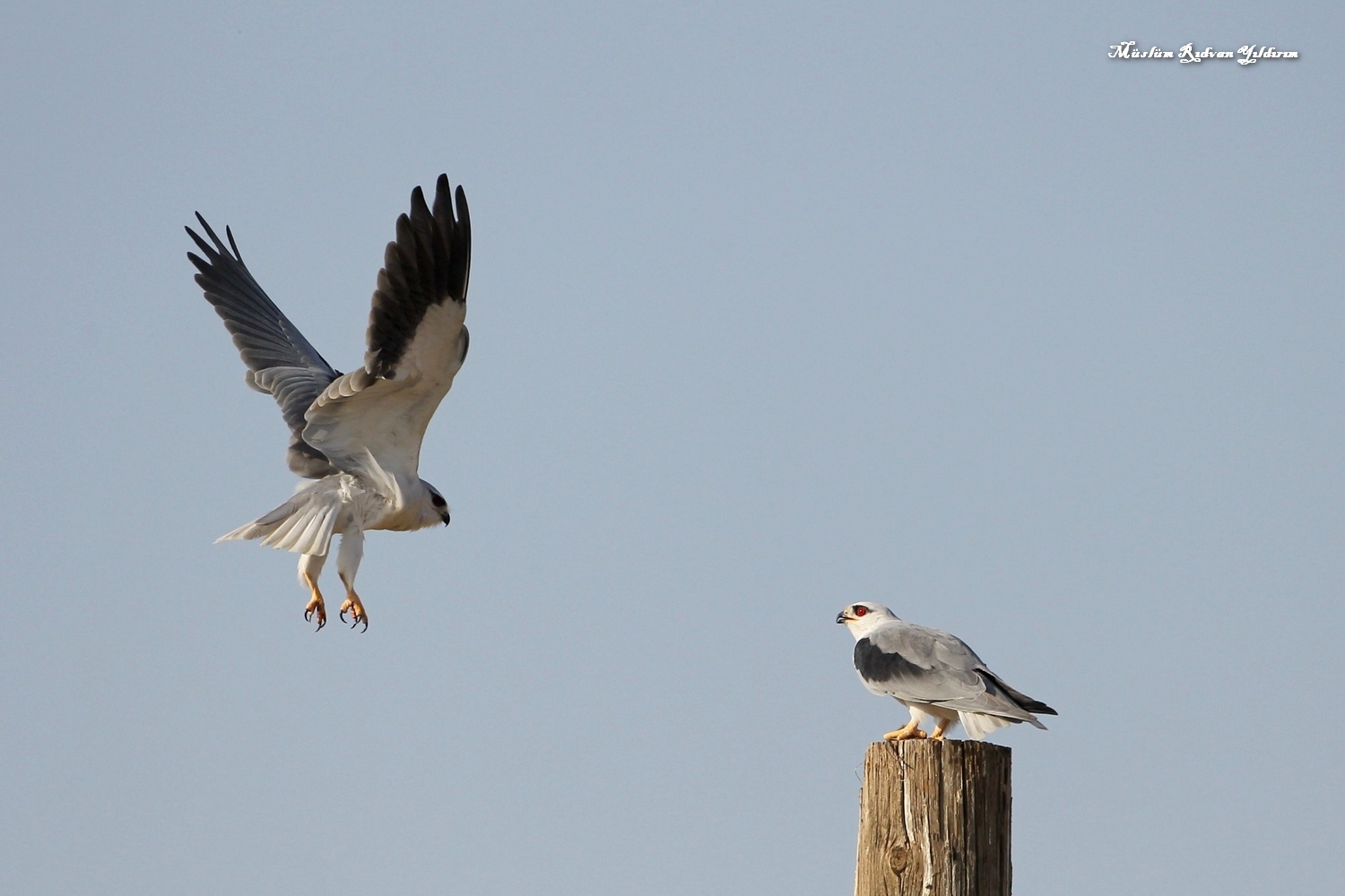 Ak çaylak » Black-winged Kite » Elanus caeruleus