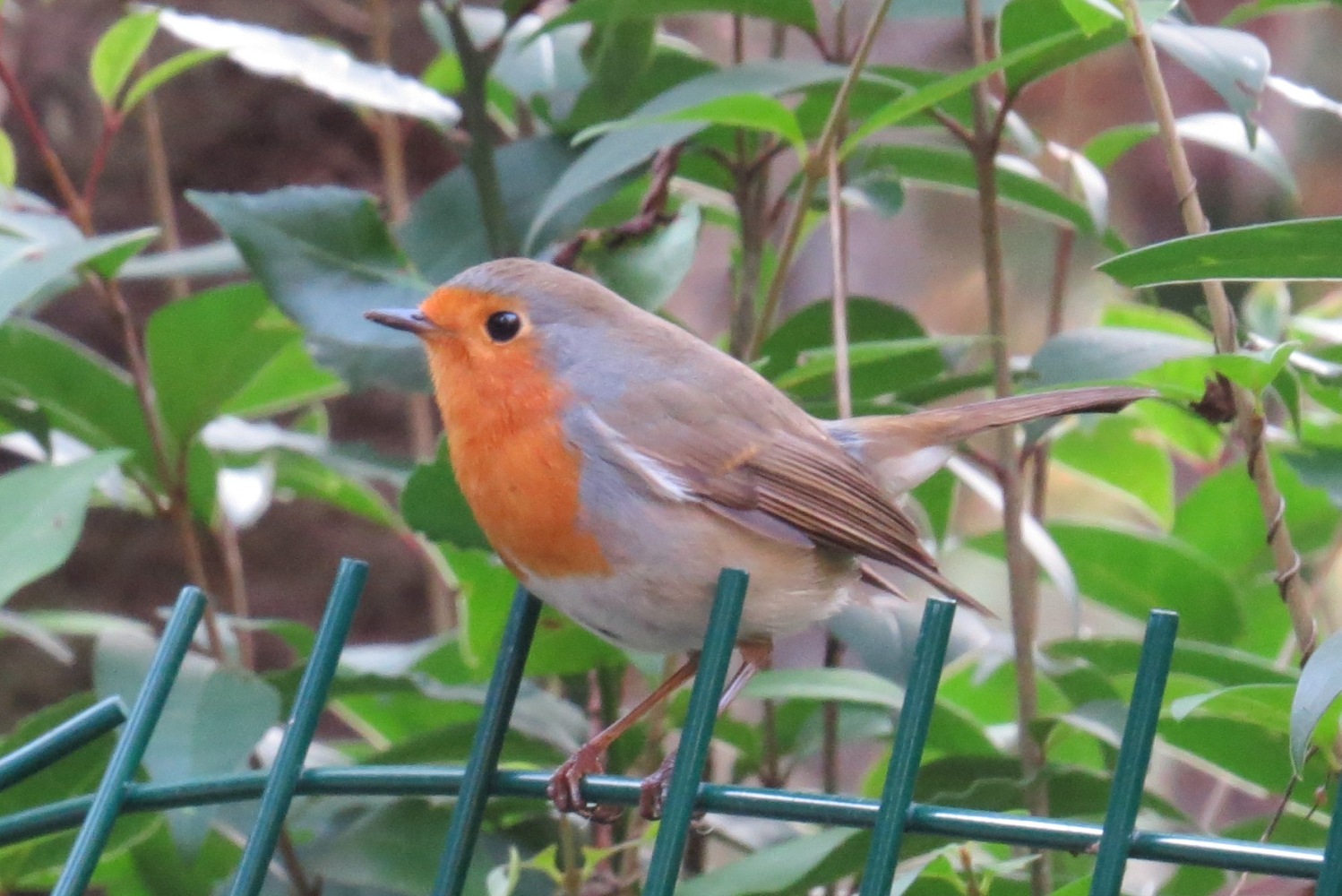 Kızılgerdan » European Robin » Erithacus rubecula