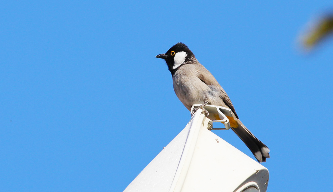 Akyanaklı arapbülbülü » White-eared Bulbul » Pycnonotus leucotis