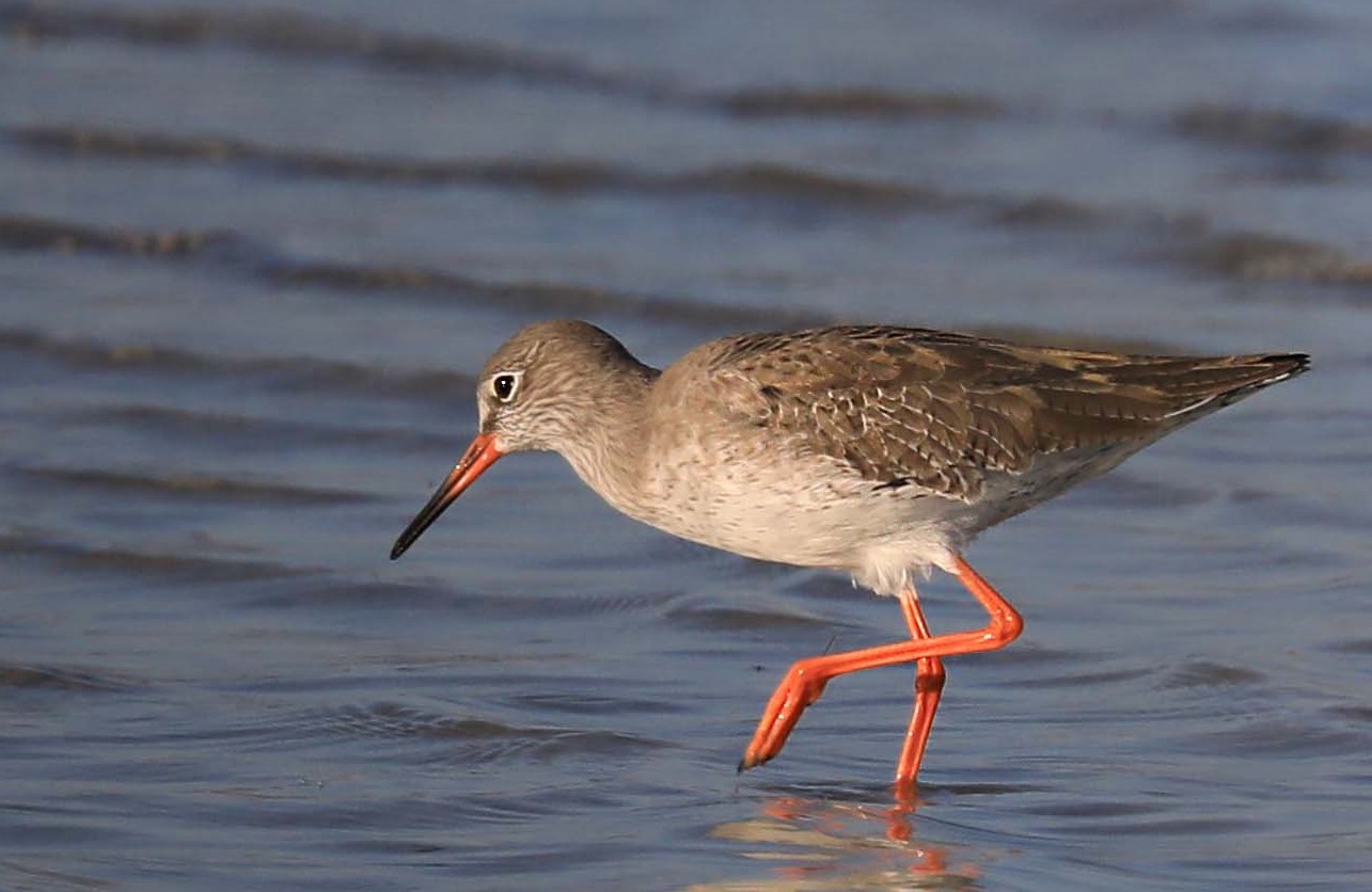 Kızılbacak » Common Redshank » Tringa totanus