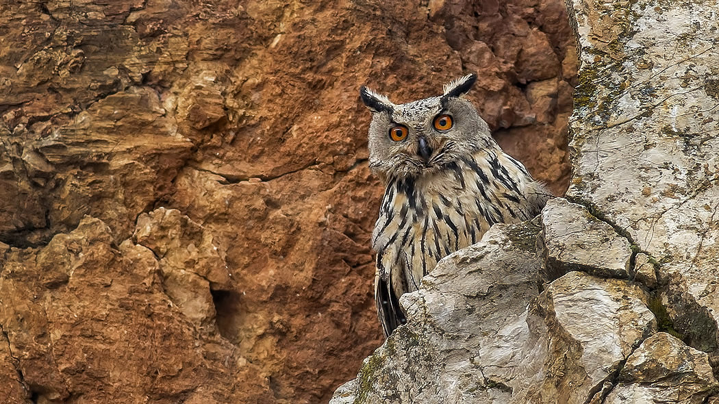 Puhu » Eurasian Eagle-Owl » Bubo bubo