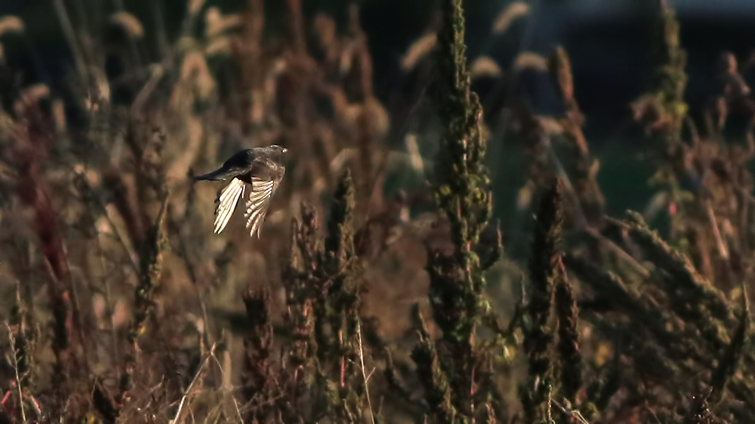Kara toygar » Black Lark » Melanocorypha yeltoniensis