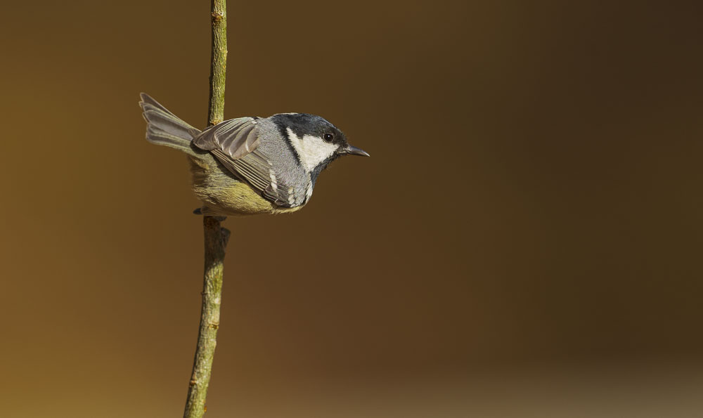 Çam baştankarası » Coal Tit » Periparus ater