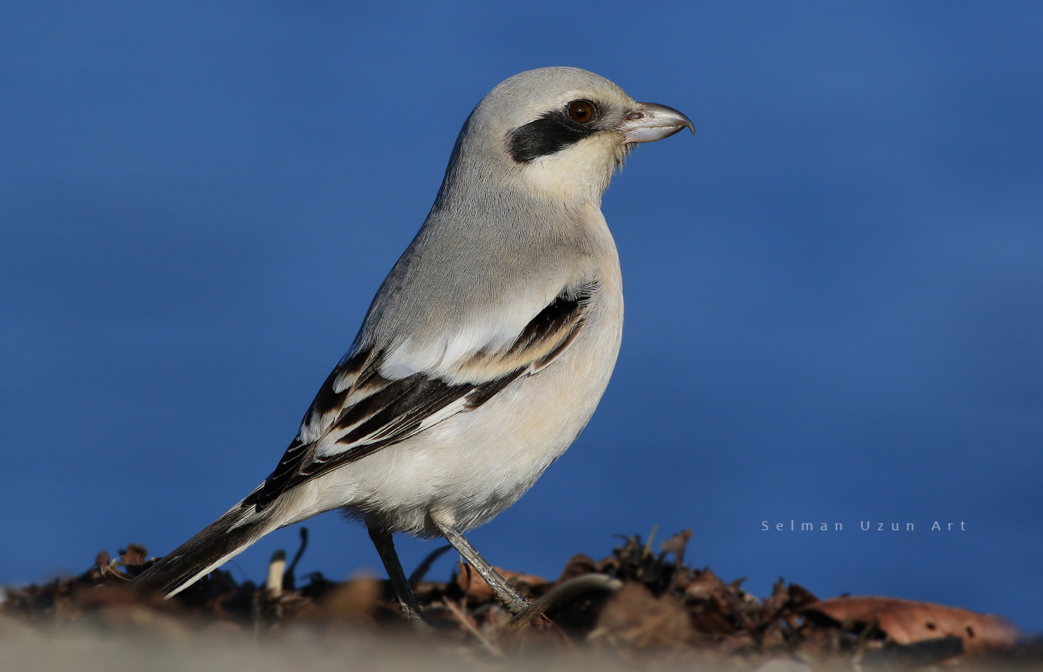 Büyük örümcekkuşu » Great Grey Shrike » Lanius excubitor