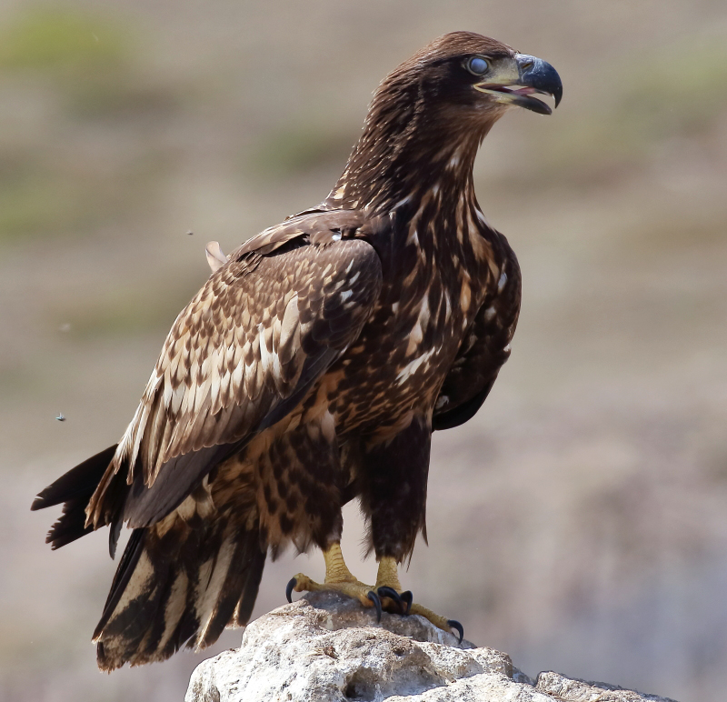 Akkuyruklu kartal » White-tailed Eagle » Haliaeetus albicilla