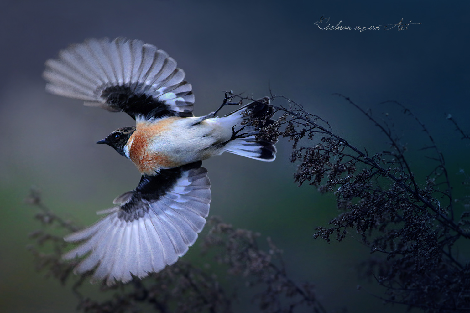Sibirya taşkuşu » Siberian Stonechat » Saxicola maurus