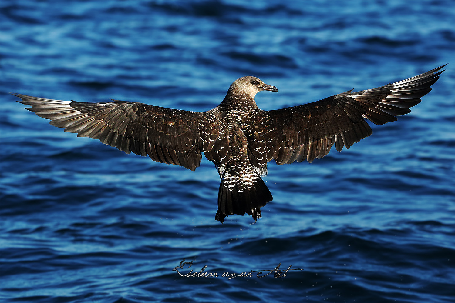 Kütkuyruklu korsanmartı » Pomarine Jaeger » Stercorarius pomarinus