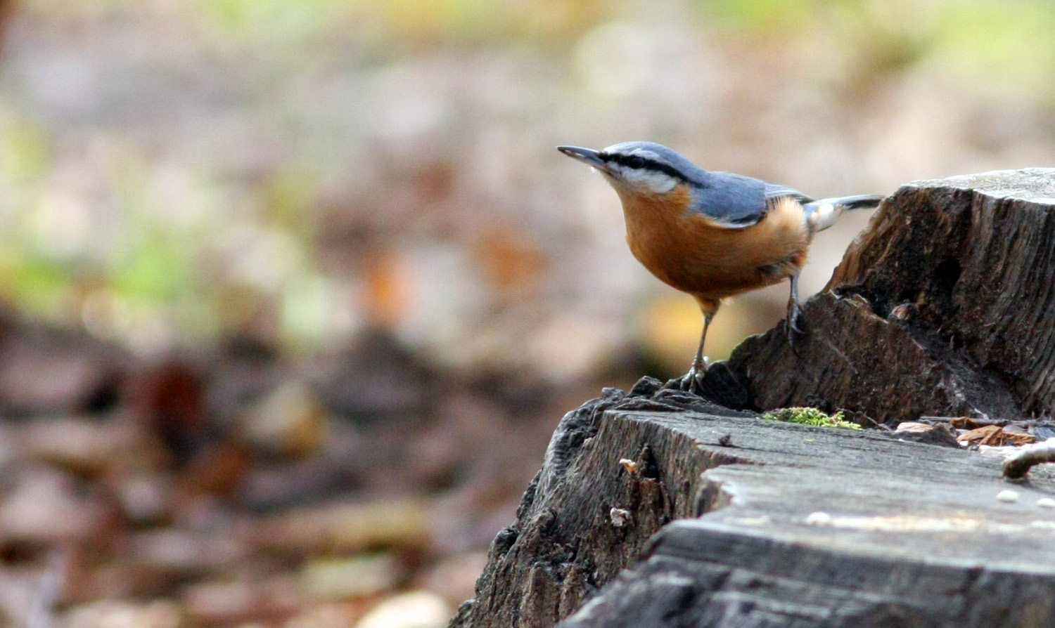 Sıvacı » Eurasian Nuthatch » Sitta europaea