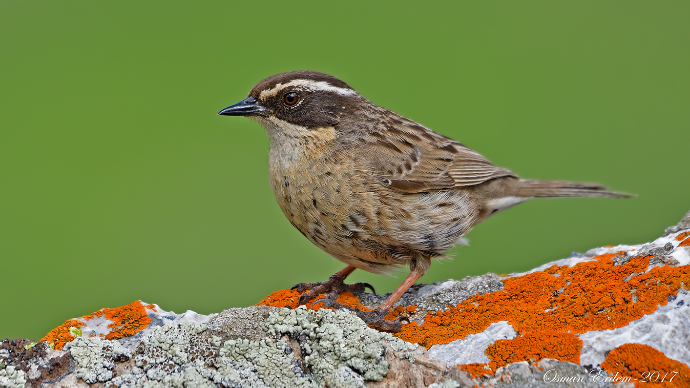 Sürmeli dağbülbülü » Radde`s Accentor » Prunella ocularis