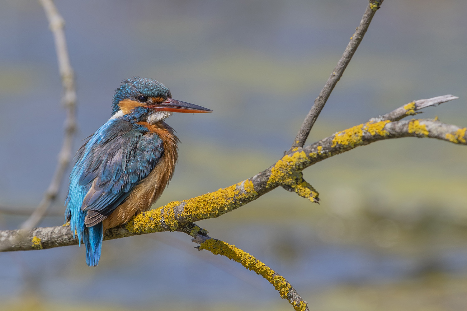 Yalıçapkını » Common Kingfisher » Alcedo atthis