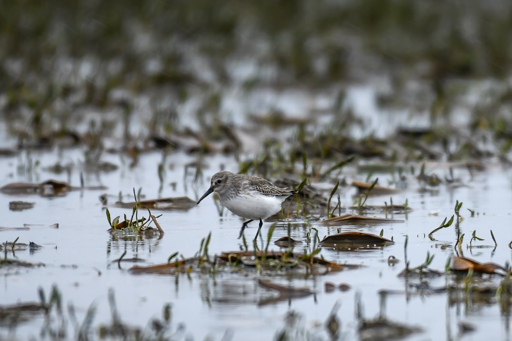 Karakarınlı kumkuşu » Dunlin » Calidris alpina