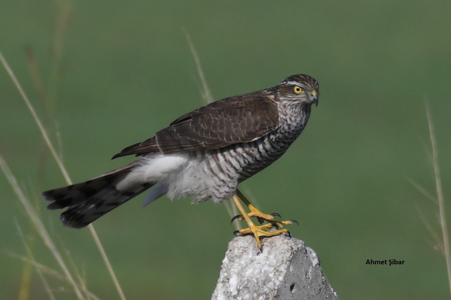 Atmaca » Eurasian Sparrowhawk » Accipiter nisus