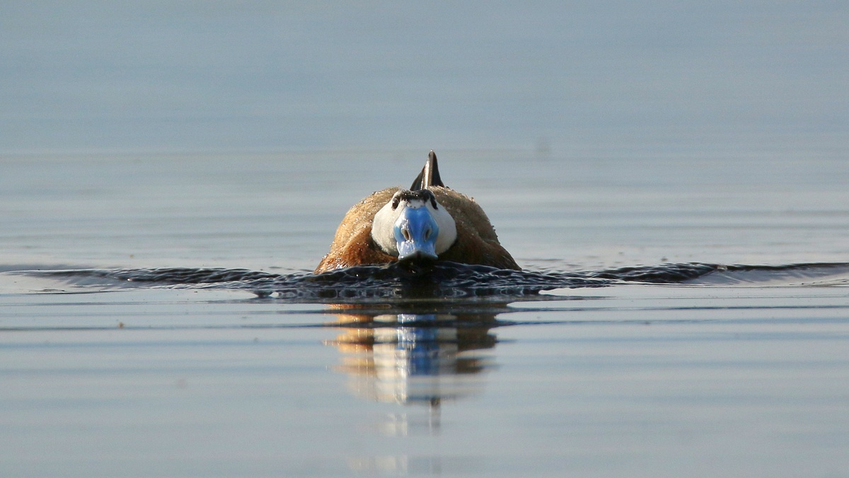 Dikkuyruk » White-headed Duck » Oxyura leucocephala