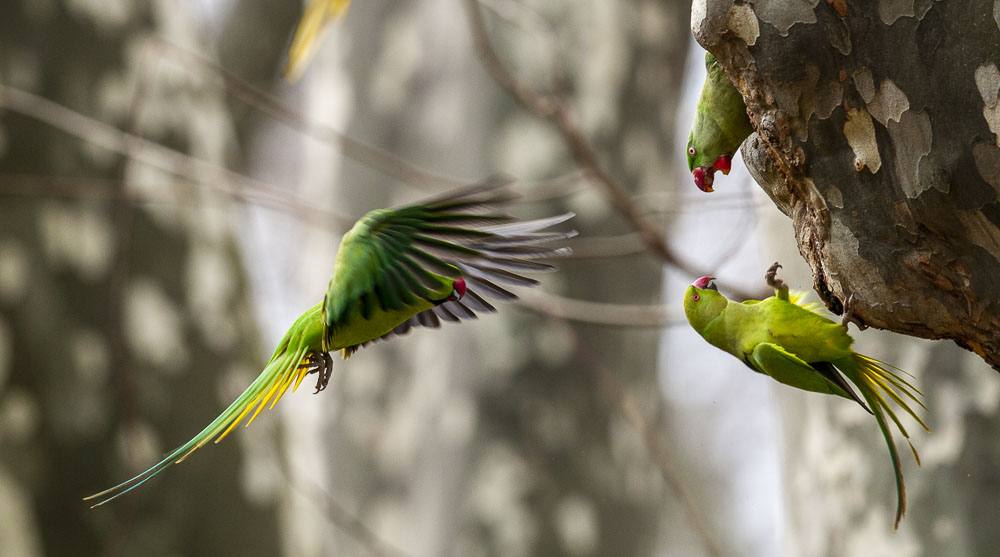 Yeşil papağan » Rose-ringed Parakeet » Psittacula krameri