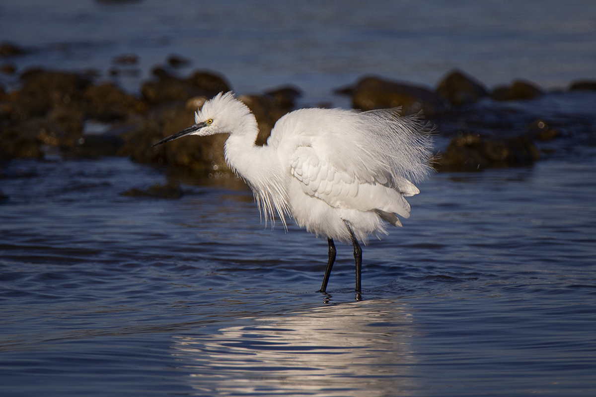 Küçük ak balıkçıl » Little Egret » Egretta garzetta
