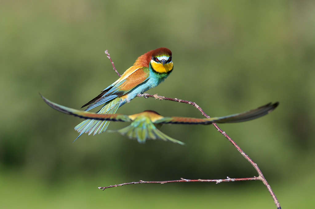 Arıkuşu » European Bee-eater » Merops apiaster
