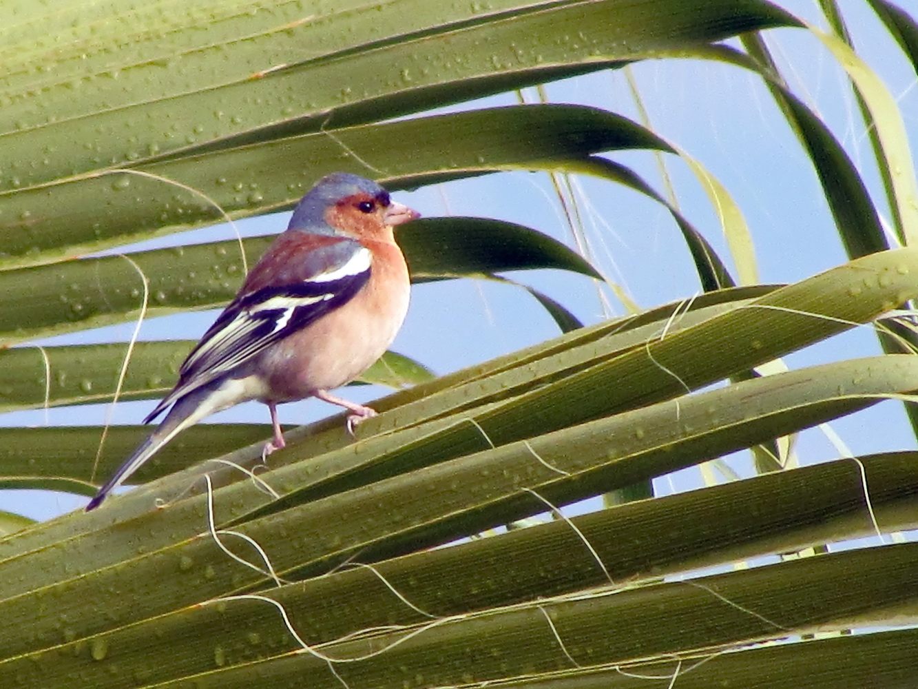 İspinoz » Common Chaffinch » Fringilla coelebs
