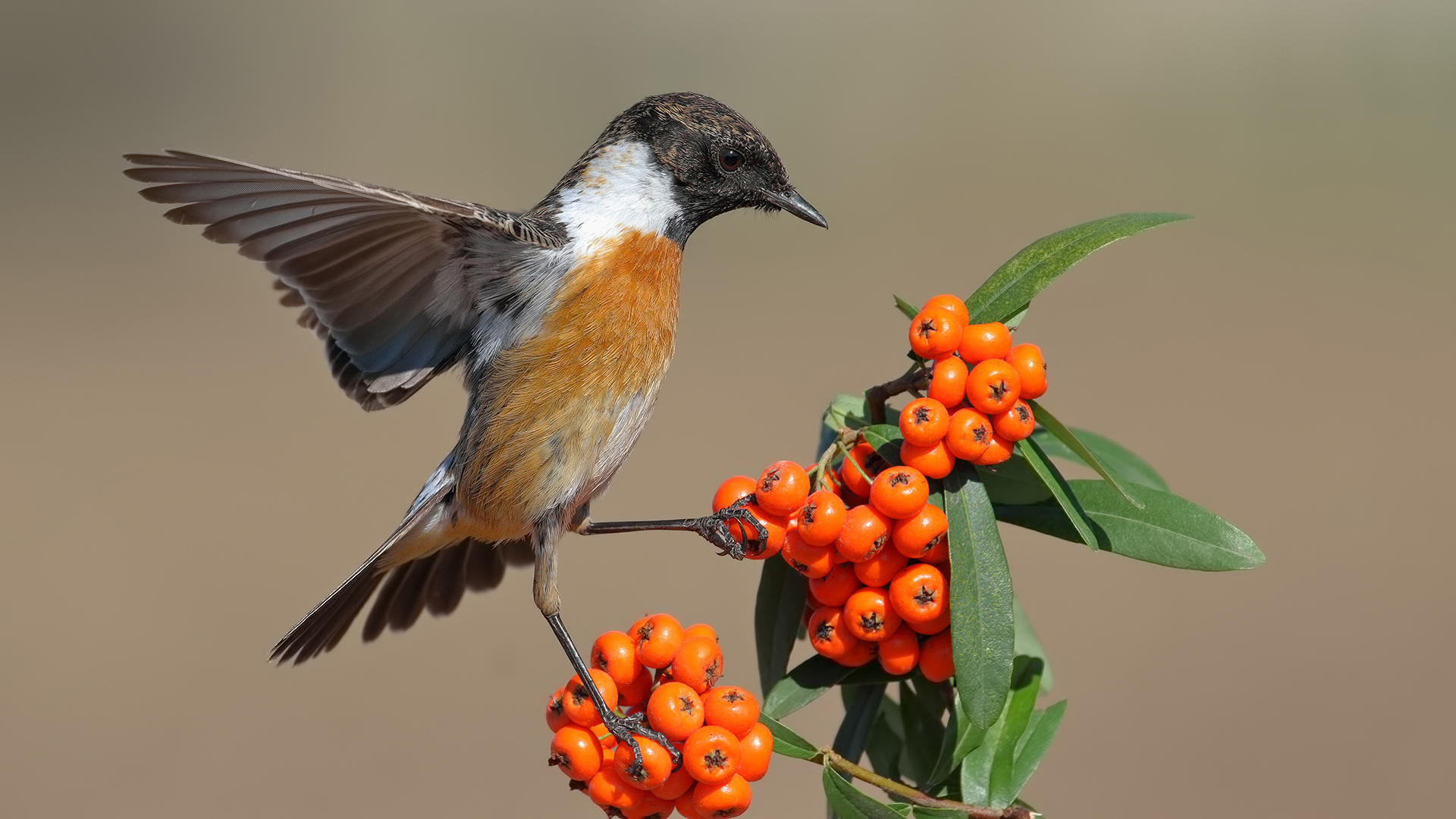 Taşkuşu