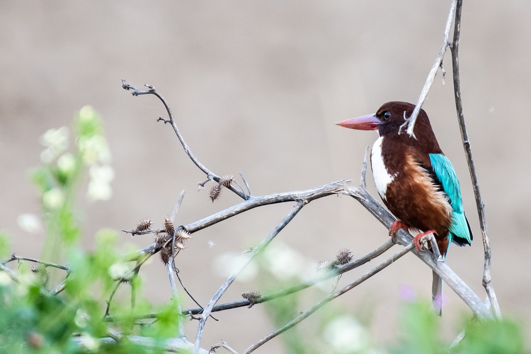 İzmir yalıçapkını » White-throated Kingfisher » Halcyon smyrnensis