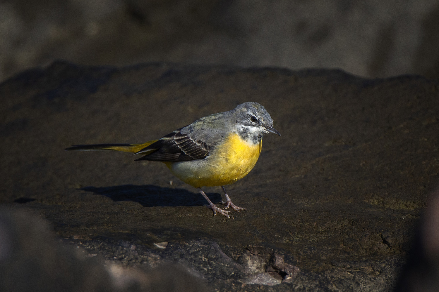 Dağ kuyruksallayanı » Grey Wagtail » Motacilla cinerea