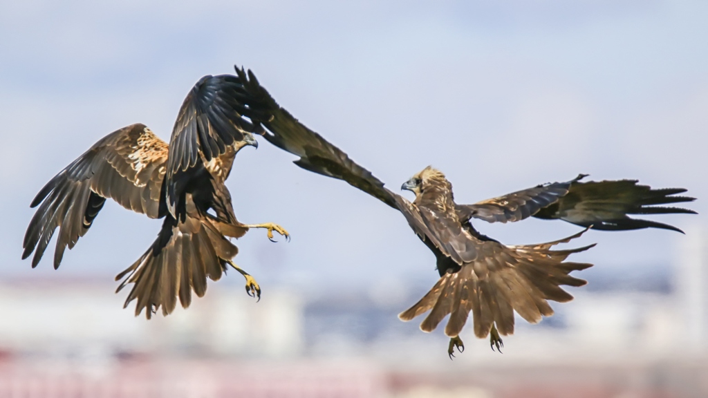 Saz delicesi » Western Marsh Harrier » Circus aeruginosus