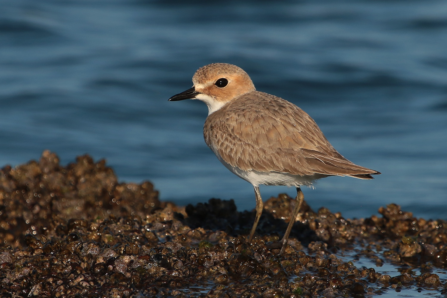Büyük cılıbıt » Greater Sand Plover » Anarhynchus leschenaultii