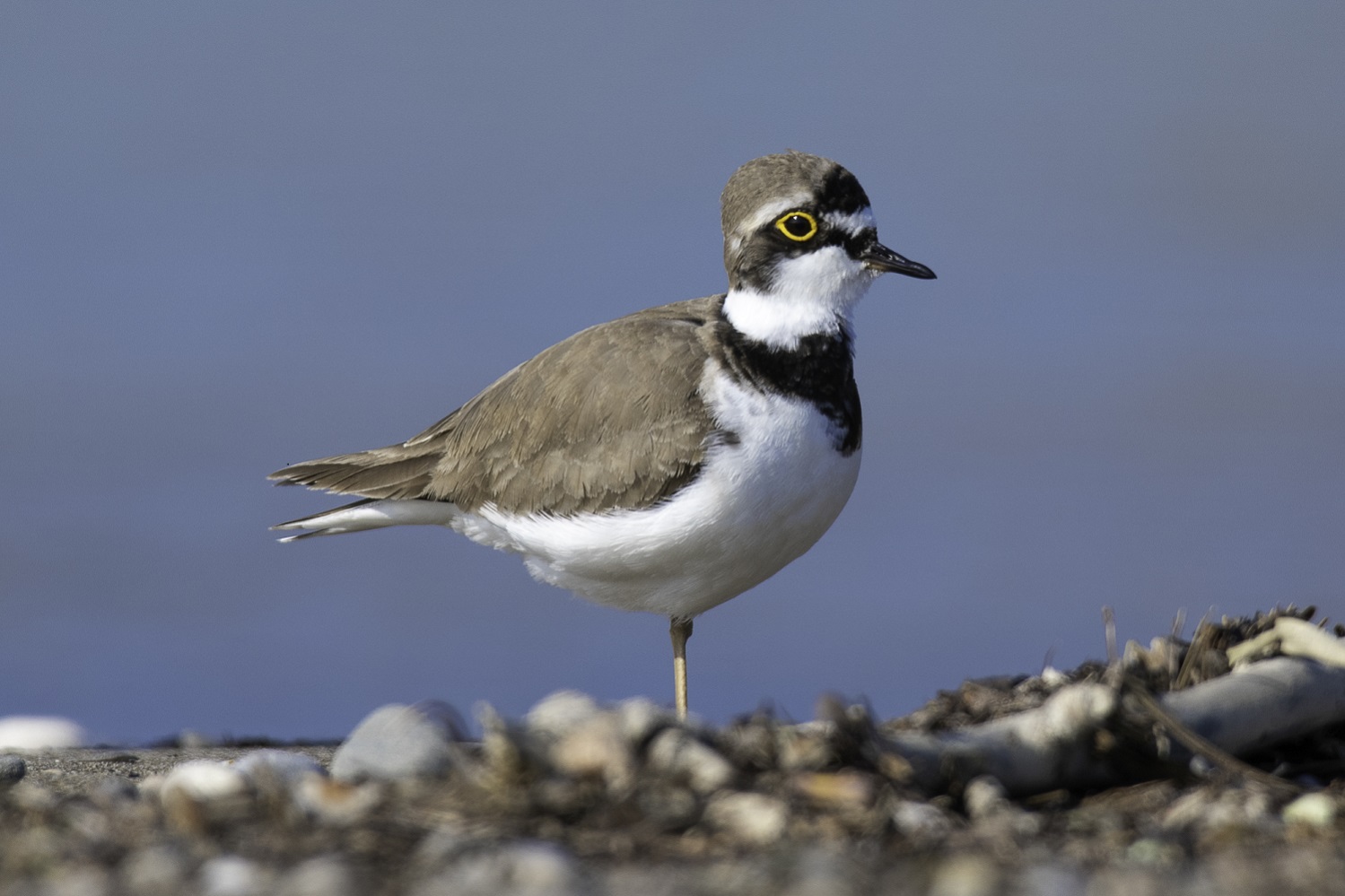 Halkalı küçük cılıbıt » Little Ringed Plover » Charadrius dubius