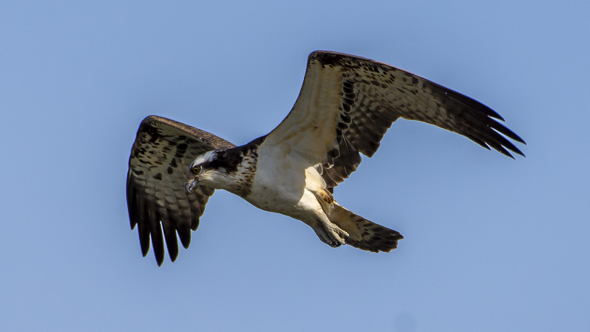 Balık kartalı » Osprey » Pandion haliaetus