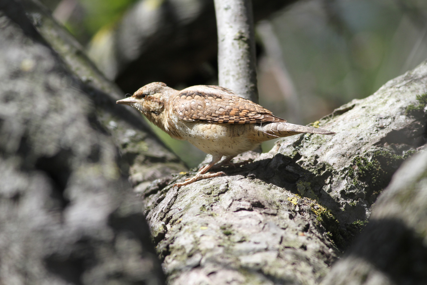 Boyunçeviren » Eurasian Wryneck » Jynx torquilla