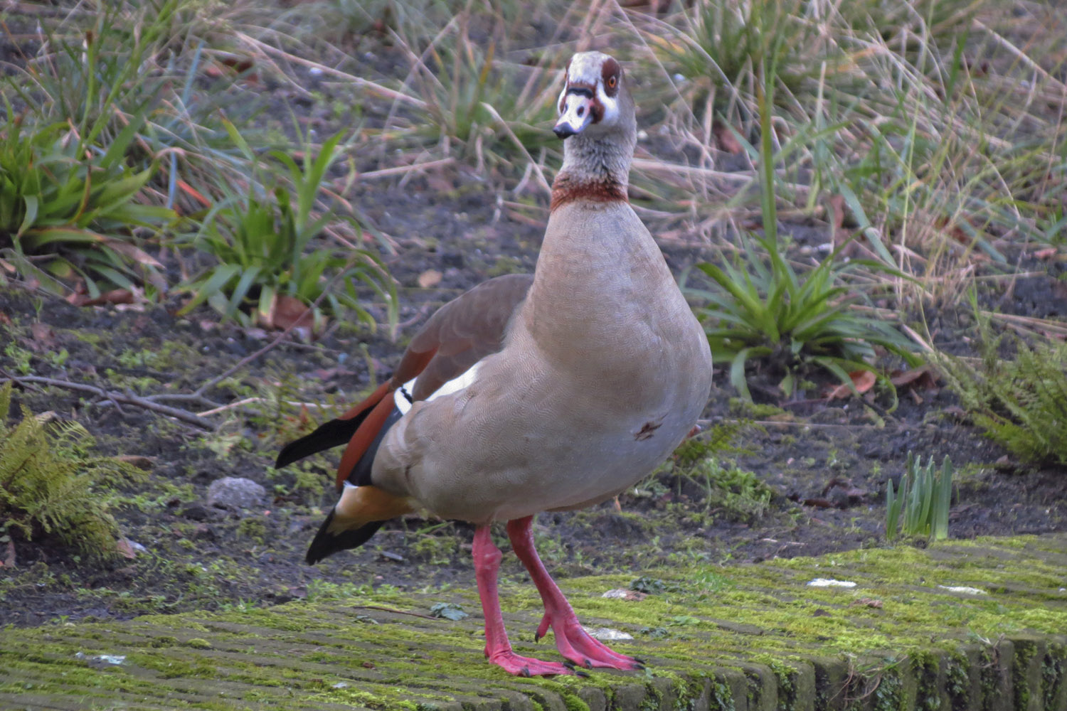 Nil kazı » Egyptian Goose » Alopochen aegyptiaca