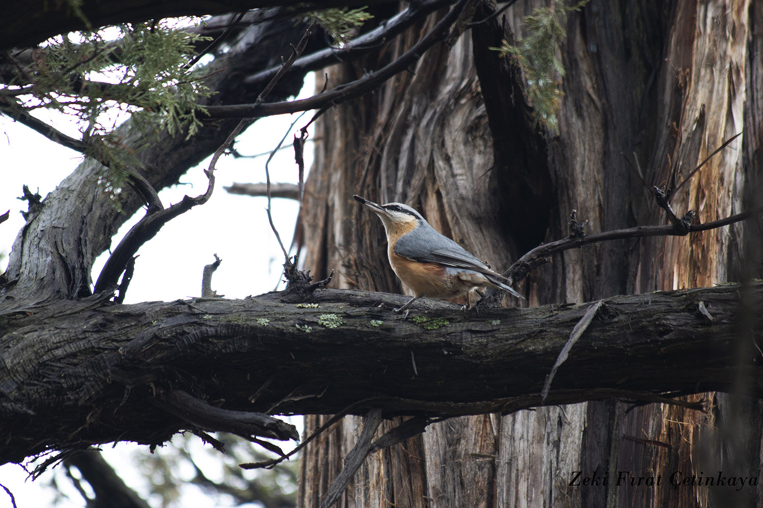 Sıvacı » Eurasian Nuthatch » Sitta europaea