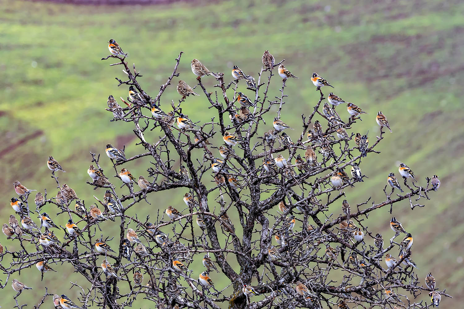 Dağ ispinozu » Brambling » Fringilla montifringilla
