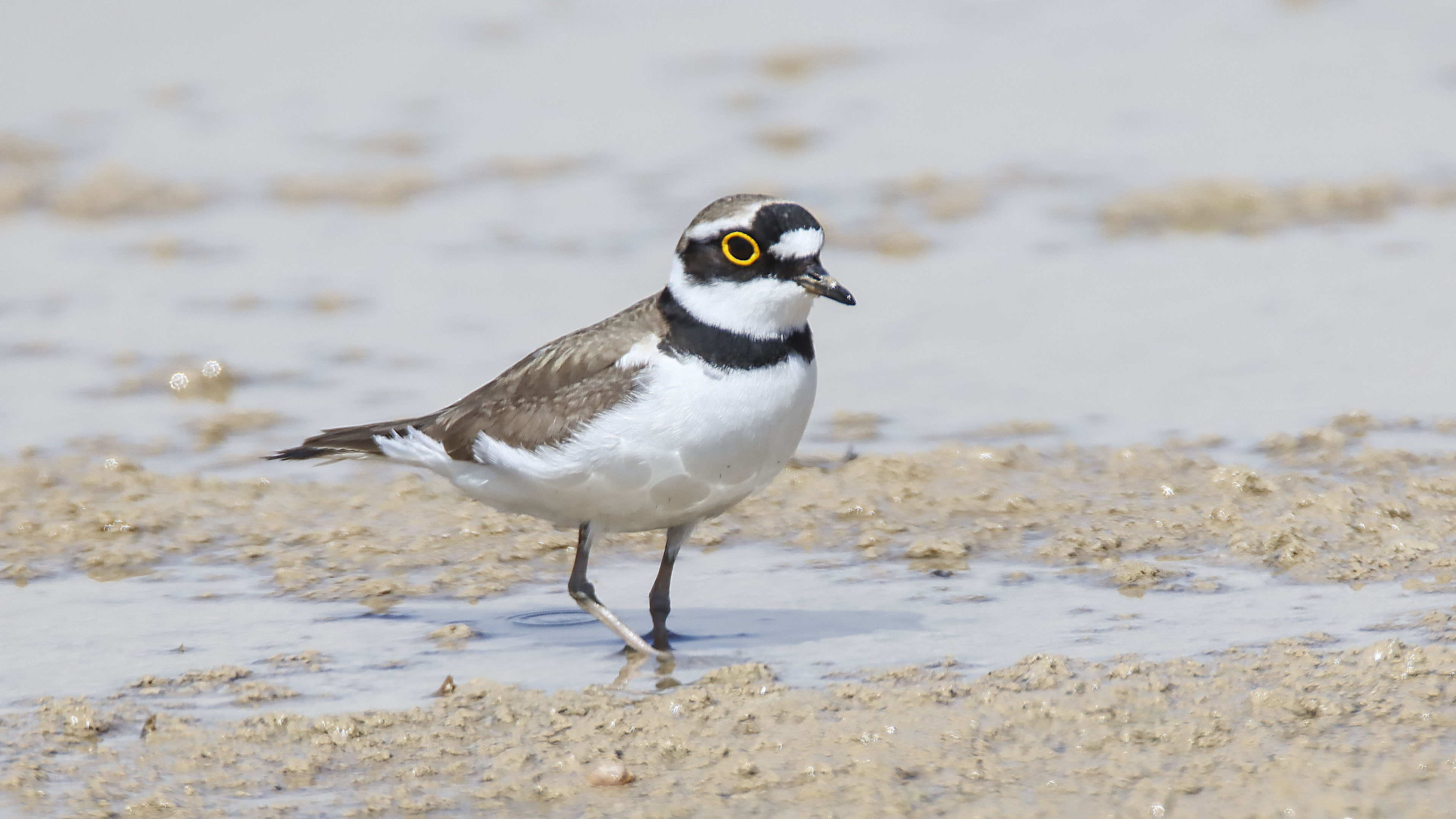 Halkalı küçük cılıbıt » Little Ringed Plover » Charadrius dubius