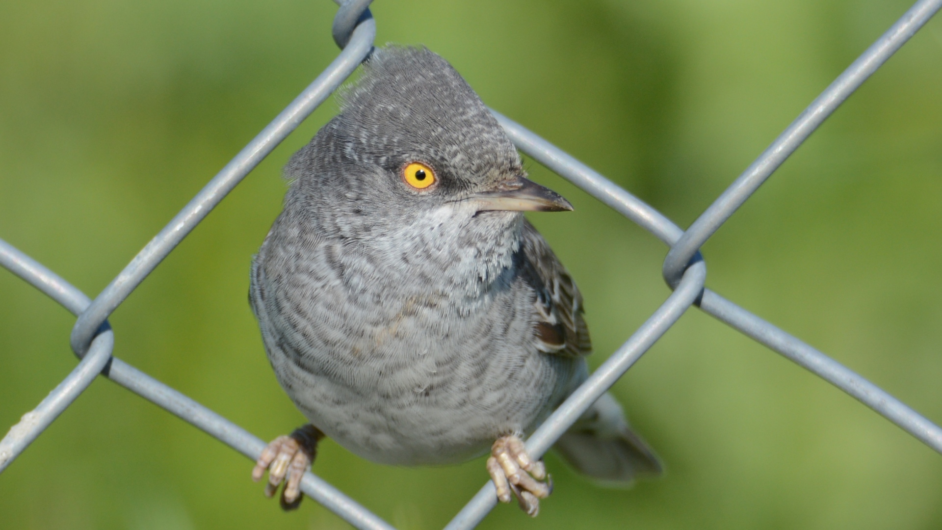Çizgili ötleğen » Barred Warbler » Sylvia nisoria