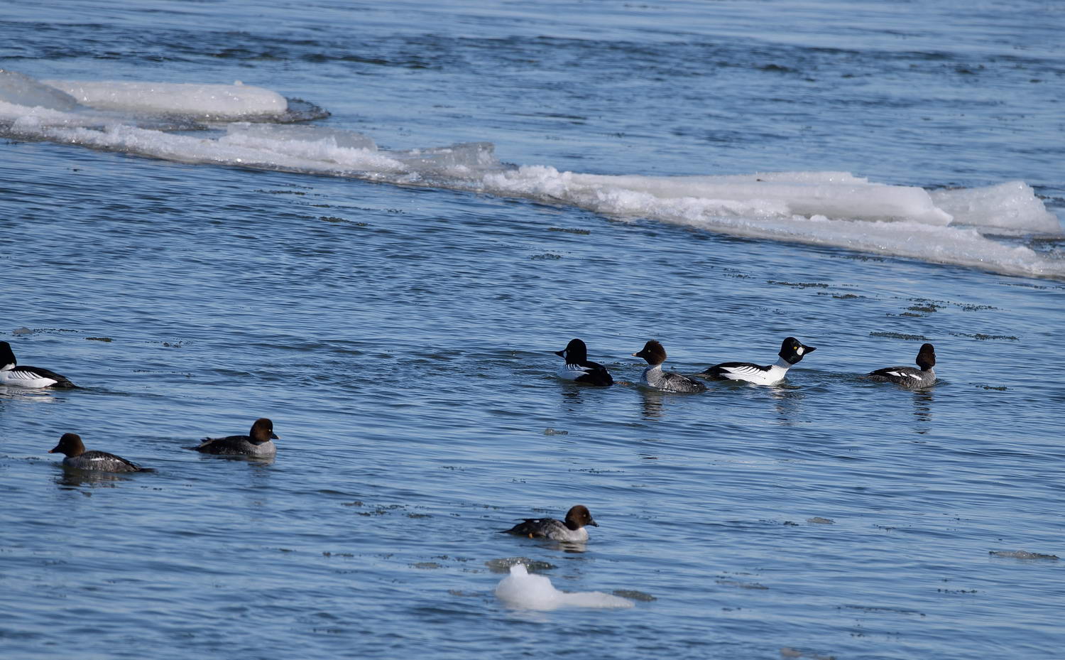 Altıngöz » Common Goldeneye » Bucephala clangula