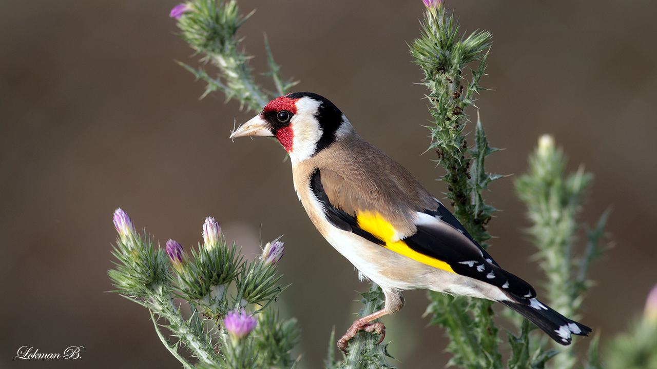 Saka » European Goldfinch » Carduelis carduelis