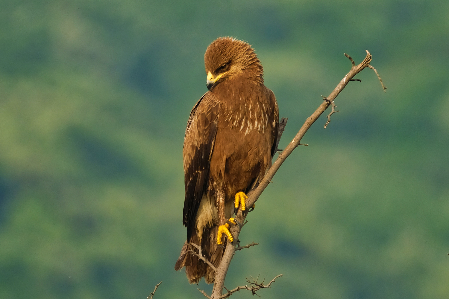 Küçük orman kartalı » Lesser Spotted Eagle » Clanga pomarina
