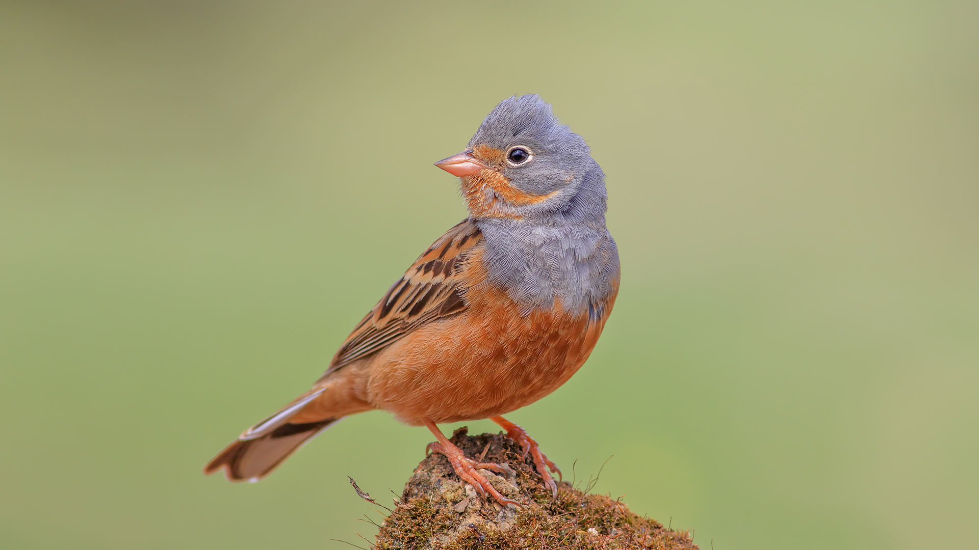 Kızıl kirazkuşu » Cretzschmar`s Bunting » Emberiza caesia
