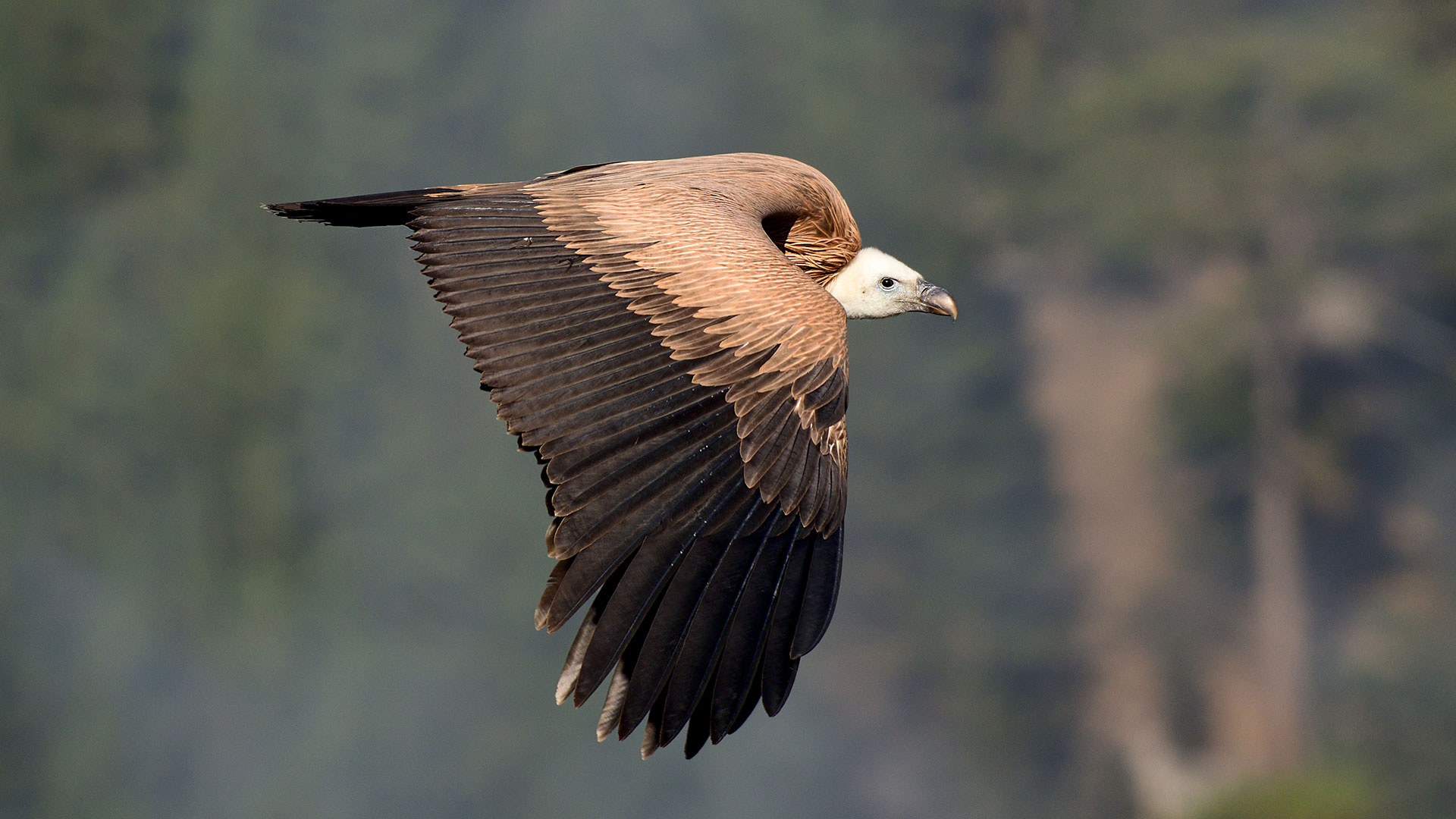 Kızıl akbaba