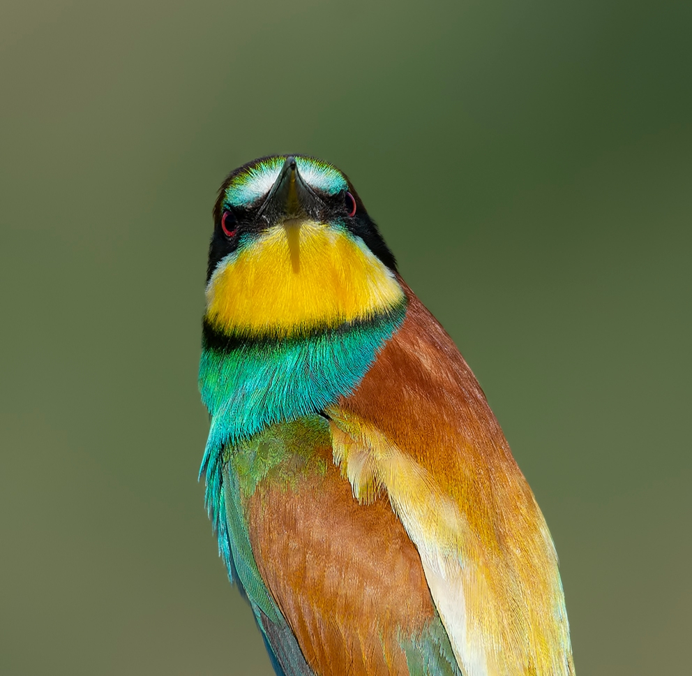 Arıkuşu » European Bee-eater » Merops apiaster