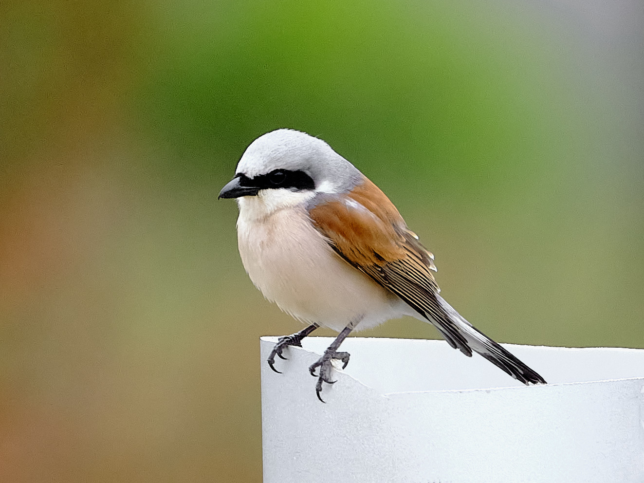 Kızılsırtlı örümcekkuşu » Red-backed Shrike » Lanius collurio