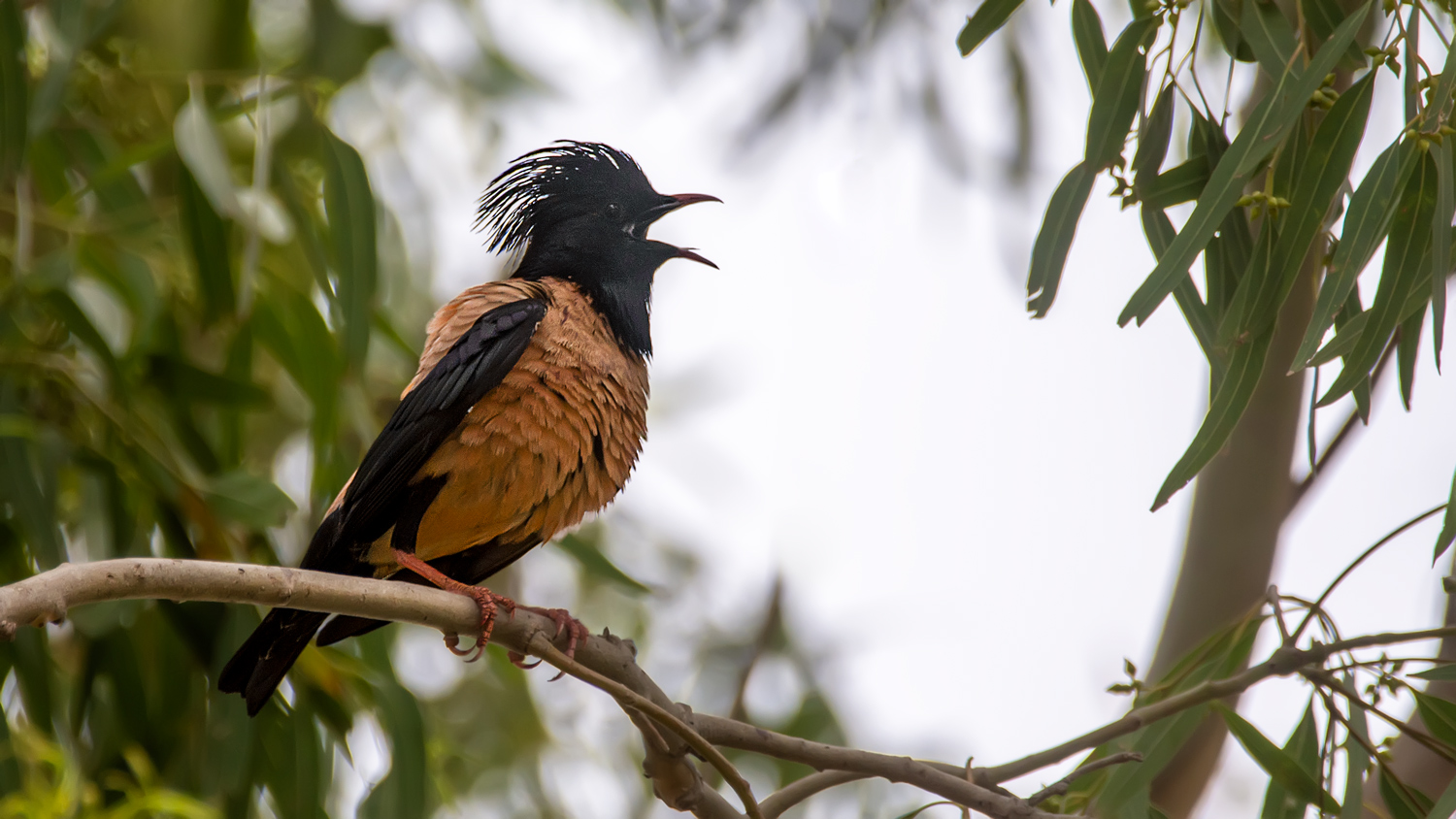 Alasığırcık » Rosy Starling » Pastor roseus
