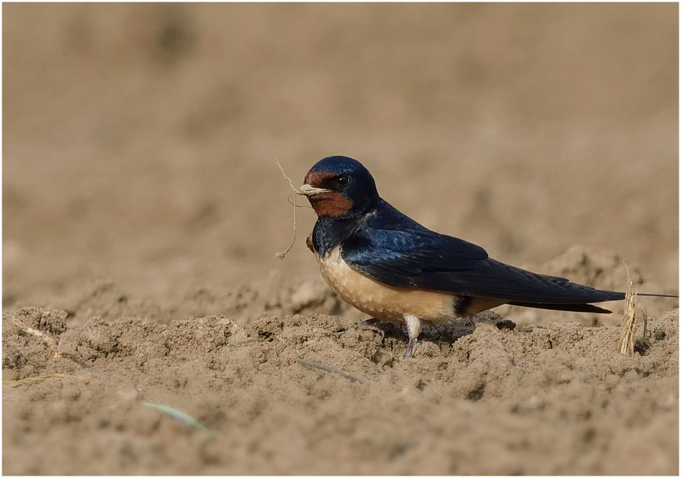 Kır kırlangıcı » Barn Swallow » Hirundo rustica