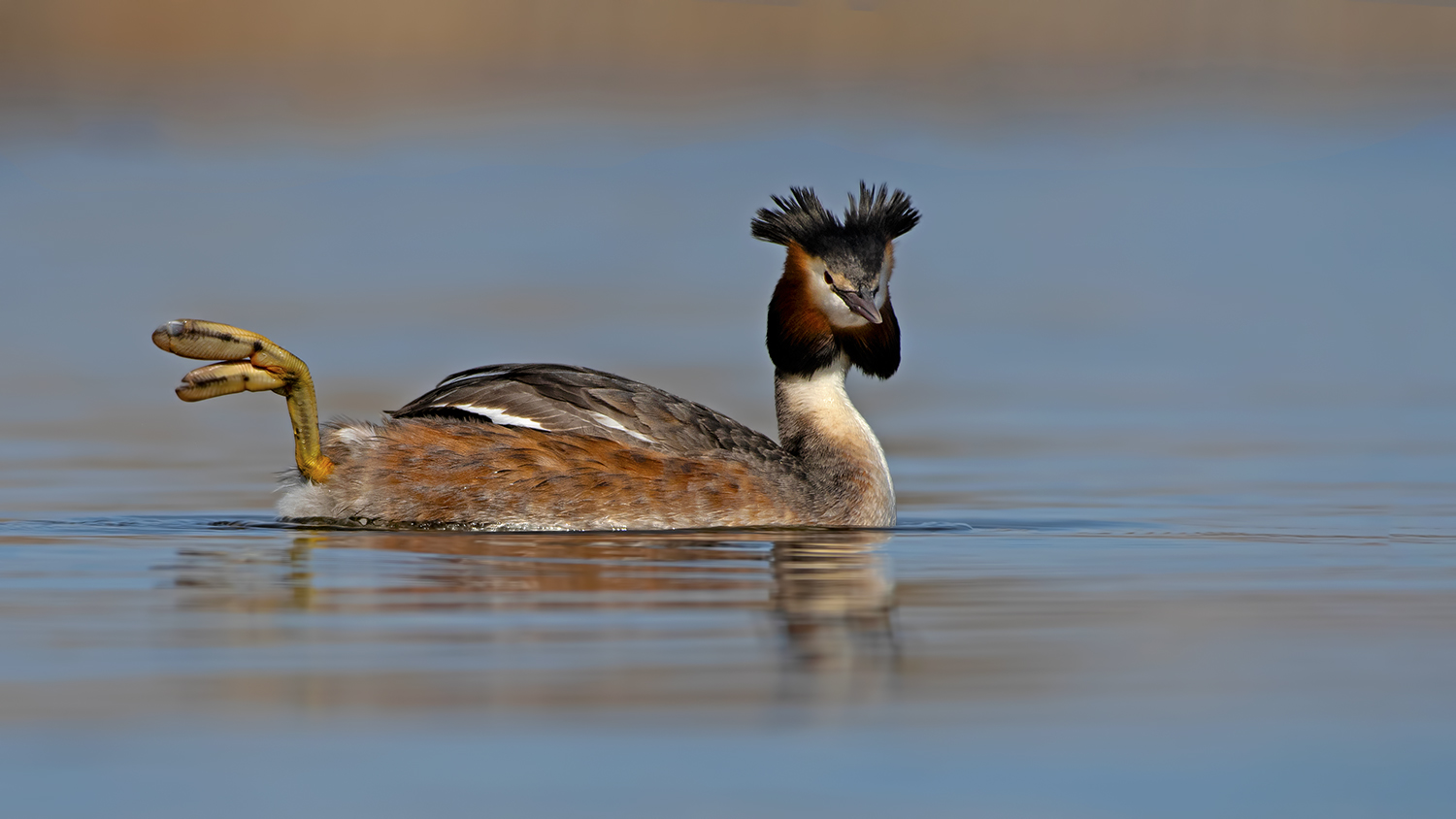 Bahri » Great Crested Grebe » Podiceps cristatus