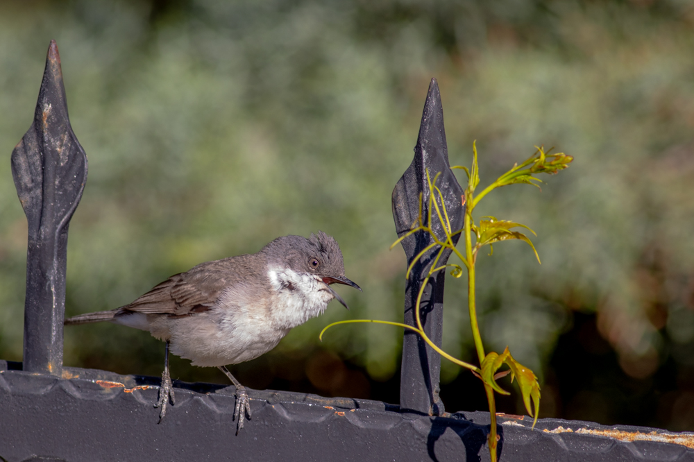 Küçük akgerdanlı ötleğen » Lesser Whitethroat » Sylvia curruca
