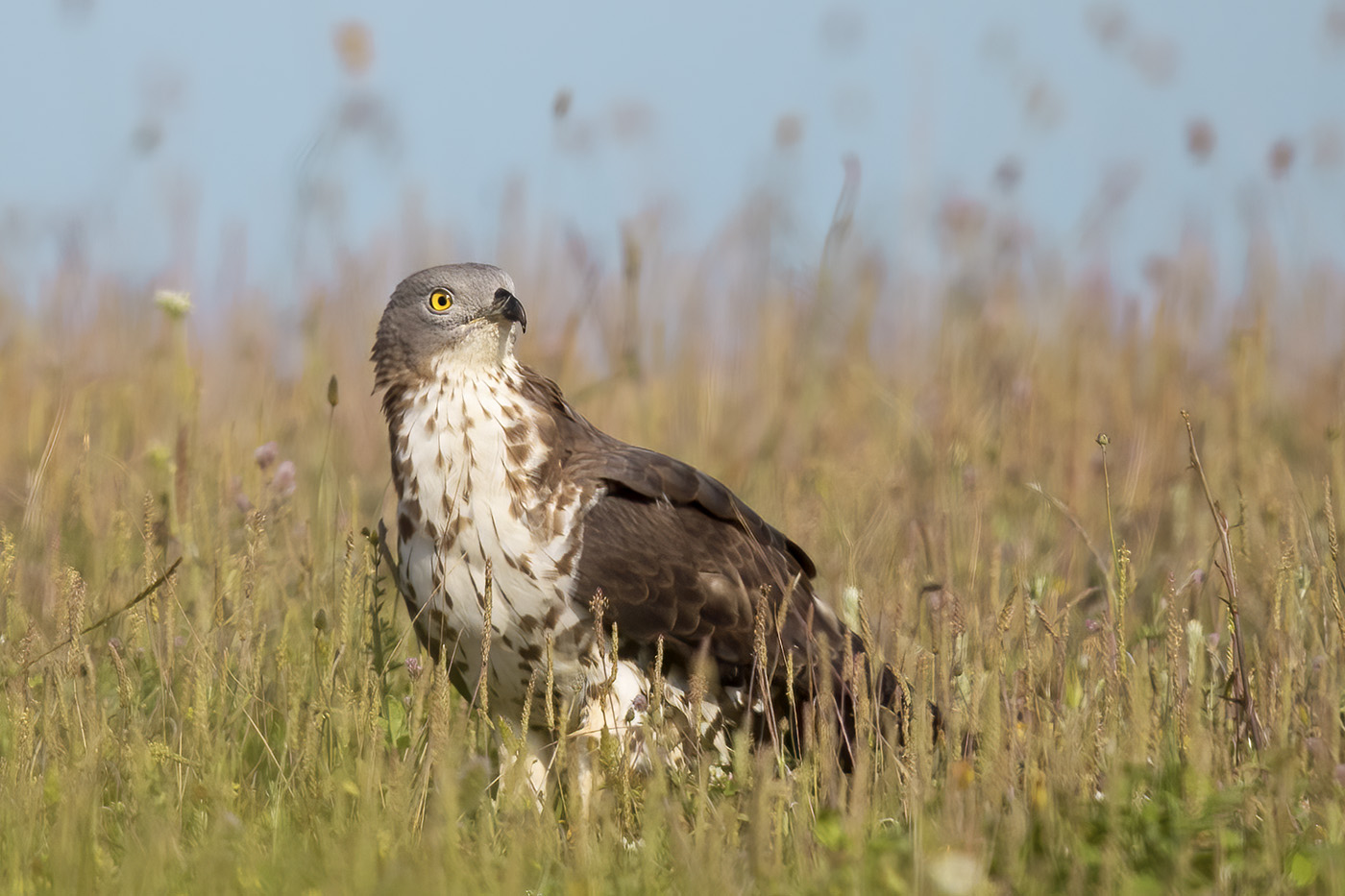 Arı şahini » European Honey Buzzard » Pernis apivorus