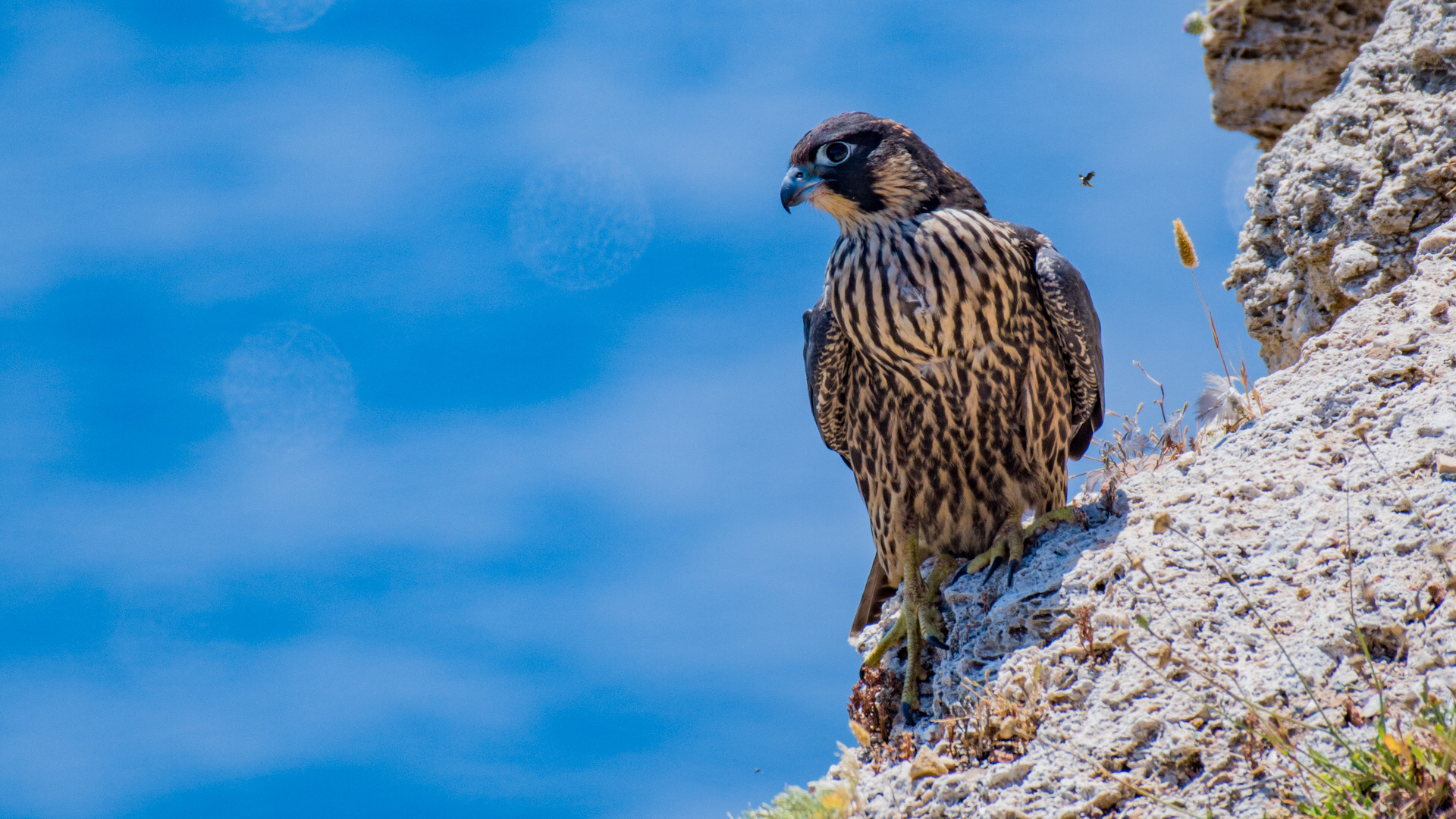 Gök doğan » Peregrine Falcon » Falco peregrinus