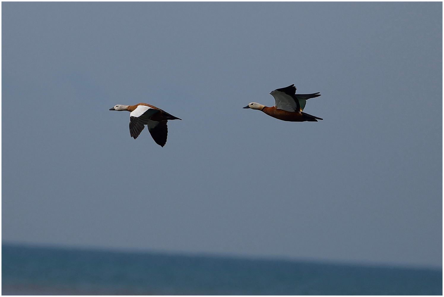 Angıt » Ruddy Shelduck » Tadorna ferruginea