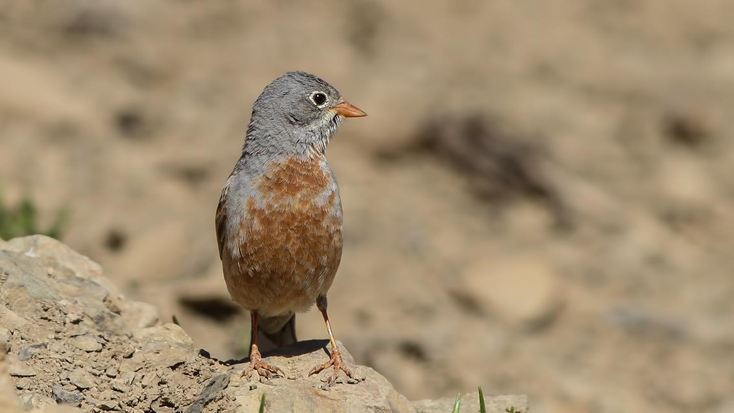 Doğu kirazkuşu » Grey-necked Bunting » Emberiza buchanani